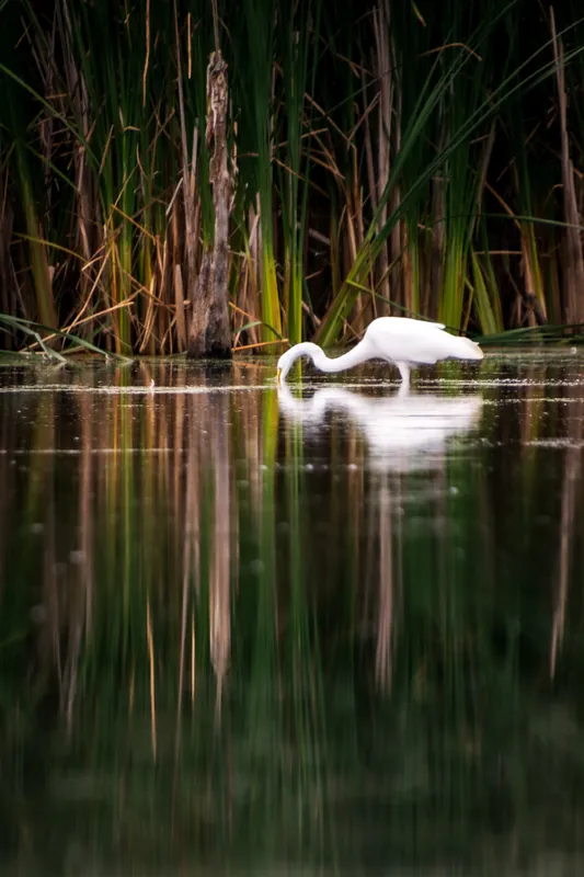 Egret, reeds, Ulao Creek, Wisconsin. 2018.
